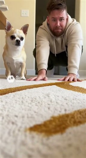 Pet Cam Disaster! Robot vs. Poo (Chihuahua's Evil Grin!) ペット監視カメラの惨事！掃ロボットvsプープー (チワワの悪魔の笑顔！)