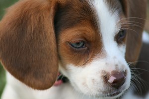 16 Lessons Your Dog Teaches You About Camping! (Part 2)