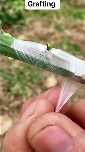 Can You Bud a Lemon Tree Like This Easy Method for Fast Growth