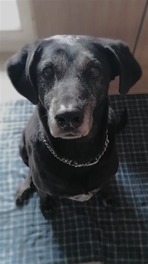 Mes deux étoiles 😔💫🐺 Meva 10/2009->03/12/2014🕊 Nala 18/04/2009->31/08/2022🕊 vous me manquez mes fifilles💔 #chien #devinelapersonne #foryou #pourtoi #manquedunanimal #ange #petiteetoile💫 #chiendunevie #unmanqueauquotidien