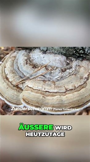 Zunderschwamm: Veganes Leder für Hüte & mehr! #shorts