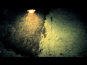Fireflies FREE Video Background Loop HD 1080p