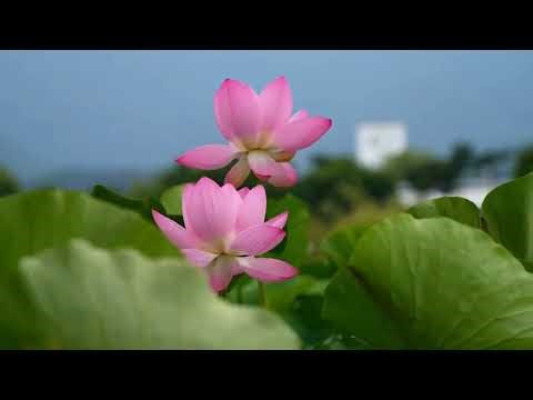 Broken Heart Healing Meditation (8 Min) – Release Pain & Find Inner Peace