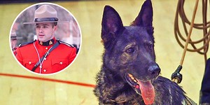 Why Canadian Mounties train with dogs in sub-zero temperatures