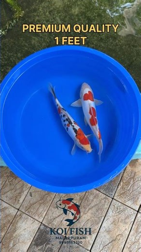 Premium 1-Feett Koi Fish | High-Quality Patterns | Koi Fish Malappuram