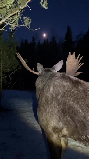 Amazingly Beautiful Video❤️❤️❤️❤️🥰 by: skullarydalgpark.se #moose #mooselove #wildanimals #moosehunt #moosehunting #wildlifephotographer #wildlife #animallover #cuteanimals #bullmoose #wildlifephotography | All About Moose