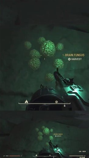 How to find Brain Fungus in Fallout 76