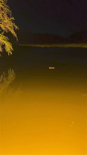 37K views · 277 reactions | Have you ever see a turkey swimming in the middle of the night!! First for us!!Via @workingclassoutdoorsmen | Hunter Nation | Facebook