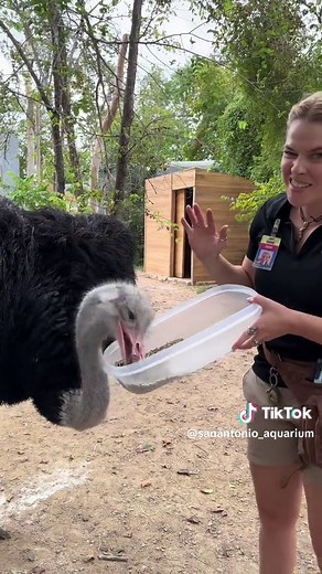 Fascinating Facts About Ostriches' Speed and Behavior