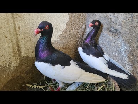 Pigeon Breeding Full Guide 🐦 | Kabootar Paalne Ka Asaan Tarika | Breeding Tips for Beginners
