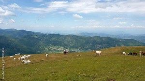 Pasture on mountain landscape. Peaceful and relaxing mountain panorama with green fields and grazing cows. Relax and hiking and mountain trekking, mountain tourism and camping.