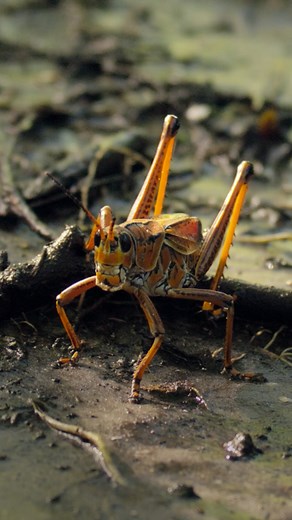 Eastern Lubber Grasshopper in the Everglades