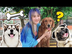 Khám Phá Vương Quốc Loài Chó - Vê Vê Channel