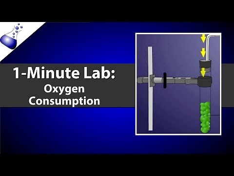 Oxygen Consumption