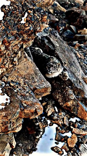 Snow Leopard’s Epic Mountain Adventure | Beast vs Avian X 🦁🦅 #Nature #Wildlife #BeastVsAvianX