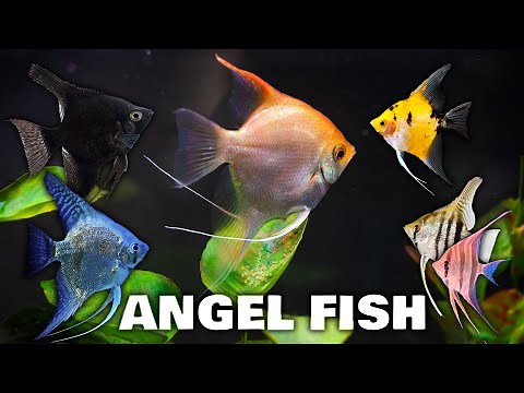 AWESOME Angel Fish for your Aquarium Fish Tank: Beautiful Community Aquarium Angel Fish!
