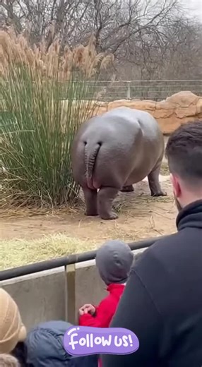 Hippo's Tail Goes Rogue: Nature's Unexpected Prank