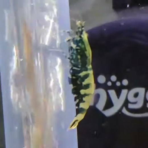 Shrimp moving eggs from saddle to swimmers