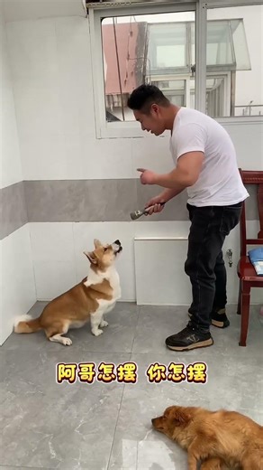 Playing Games & Singing Songs with My Dog!#pets #funny #cute #dog #animals #duet #goldenretriever