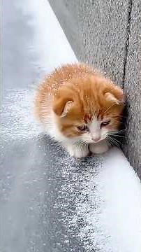 Frozen Like a Statue! 😭💔Old Dog Sacrifices Self to Save a Kitten 😭❄️💔 #HeroDog #Touching