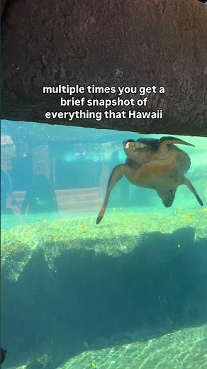 Don’t miss out on the last Hawaiian Disney cruise! Sailing February 2026 #disneycruise #disneytravel