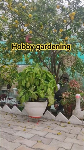 Hobby gardening।#shortsfeed #short#gardening #houseplants #nature #indoorplants The Little move