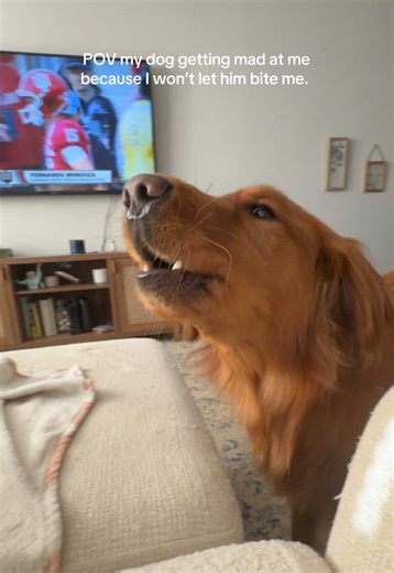 successful rage bait | dog