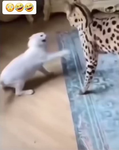 Cheetah Comedy: A Humorous Take on Big Cats