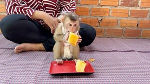 Harry Got 2 Big Pieces Of Local BaK Ben Cake For His Lil Morning Treat | Monkey Daily