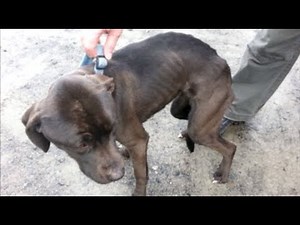 This year's list of cases of cruelty towards animals one of worst ever compiled – SPCA
