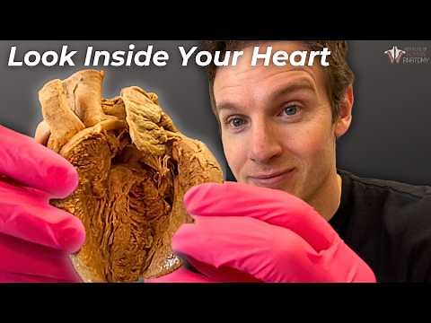 Why Your Heart Doesn't EXPLODE Pumping 2000 Gallons a Day