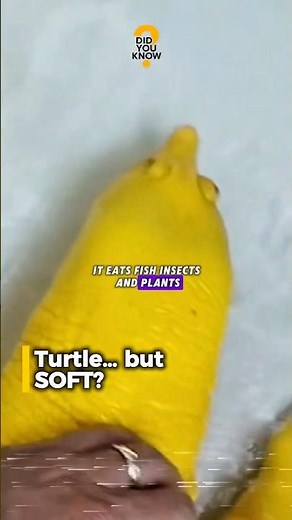 The Weird Softshell Turtle You’ve Never Seen Before⁉️