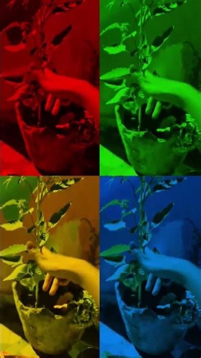 #dance #song thermometer #bhojpuri #jiyetoh jiyekaise2 💕😘🌹🫂