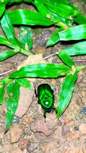 "The Hidden World of Beetles: 🪲😍Nature's Tiny Engineers