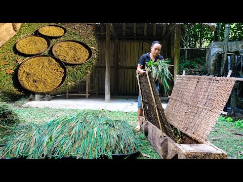 Primitive Rice Harvesting Skills: Duong Processes Rice Using Ancient Methods