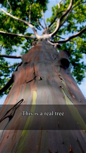 The world's most colorful tree, explained in 30 seconds