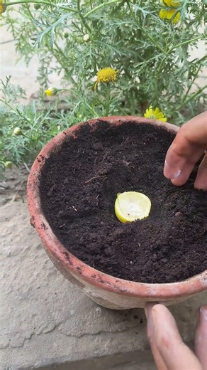 How to grow lemon tree at home