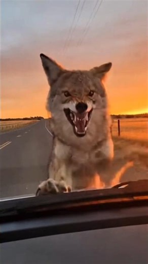 Perfectly Timed Horn Prank Goes VERY Wrong