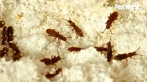 19K views · 25 reactions | Keep pantry pests out of the kitchen to prevent intruders like the Indian meal moth and merchant grain beetle from contaminating food. | PestWorld | Facebook