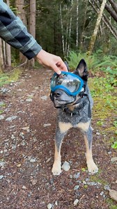 Unboxing Glacier Blue and Riptide Purple with @west_coast_heeler_pack! 🩵💜 Have you got your hands on these limited edition translucent colors yet? | Rex Specs