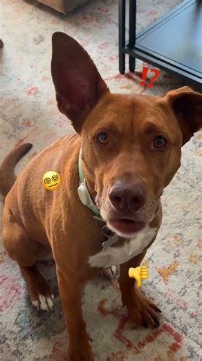 What do dogs really want?