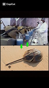 Very very old animal 😲😲 #the_lost_world #old #ancient #Amazing #world #thelostworld #beautifulworld #strange | Rabeya Bosori 01