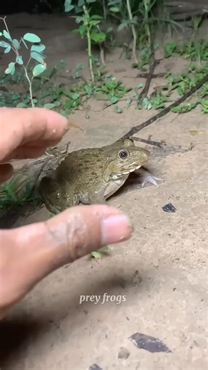 Funny frog-catching and cat-catching video