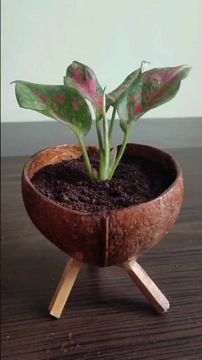 How to Make Coconut Shell Crafts :: HomeMadeCoconutPlanter : Easy&SimpleCrafts : Bestoutofwaste :DIY