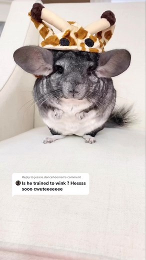 TikTok - Make Your Day