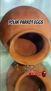 OMG polar parrot fish eggs #aquarium #reels #viral