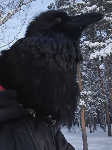 Raven & Fleeflybirds: A Birdwatching Journey