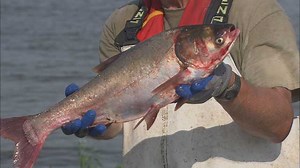 Asian Carp: Threat to Great Lakes | KQED