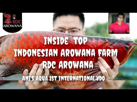 Inside Topmost Arowana Farm of Indonesia (Rdc Arowana).