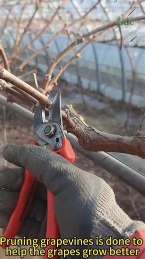 Pruning grapevines is done to help the grapes grow better #machine #wheelsaw #woodworkingmachine